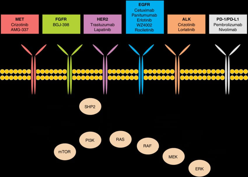 Targeted Therapy of Solid Tumors